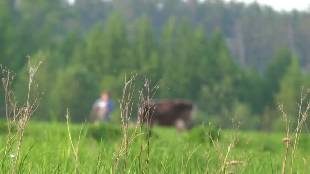 Gräs Bakgrunden Kvinnliga Jordbrukare Leder Med Betesmarker Kuperade Landskapet — Stockvideo