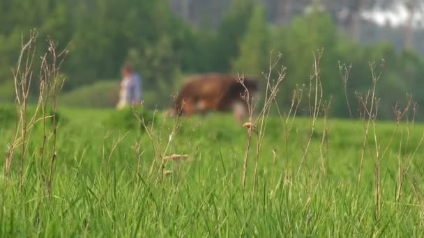 Trawa Tle Samica Rolnika Prowadzi Krowę Pastwiska Pagórkowatej Okolicy — Wideo stockowe