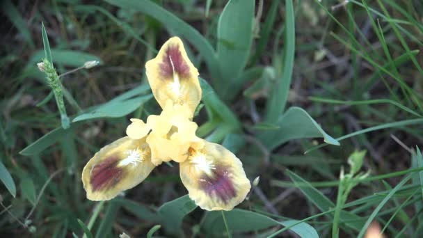 Flor Amarela Com Três Pétalas Cresce Montanhas Rochas Forte Vento — Vídeo de Stock