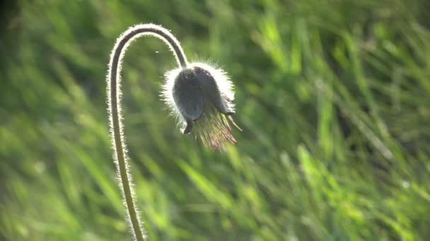 Mountain Snowdrops Late Stage Reproduction Background Morning Wind Fantastic Flora — Stock Video