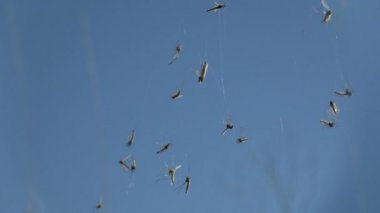Böcek yakın çekim, spiderweb sivrisinek. Culicidae aileyiz sivrisinek