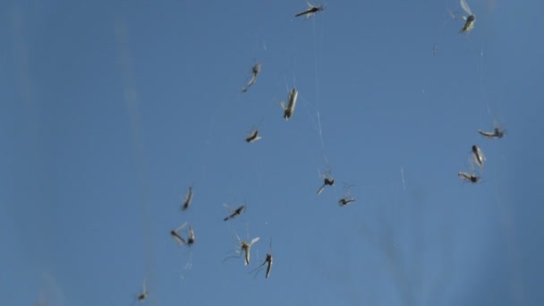 Böcek Yakın Çekim Spiderweb Sivrisinek Culicidae Aileyiz Sivrisinek — Stok video