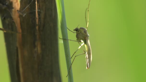 昆虫宏观 蚊子在叶子上 蚊子是家庭蚊科 — 图库视频影像