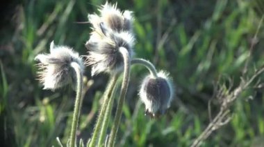 Dağ kardelen üreme arka plan sabah rüzgara karşı geç aşamasında. Sabah erkenden, doğal güzellik dağlık bir alanda fantastik flora