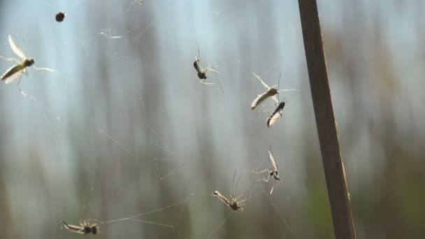 昆虫のクローズ アップ クモの巣に蚊 蚊は蚊の家族 — ストック動画