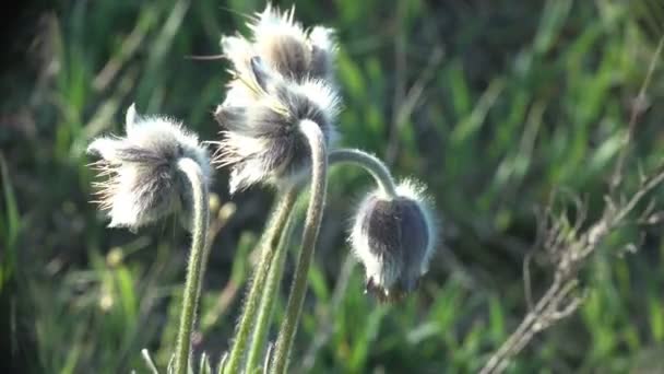 Βουνό Snowdrops Στο Προχωρημένο Στάδιο Αναπαραγωγής Κόντρα Άνεμο Πρωί Φόντο — Αρχείο Βίντεο