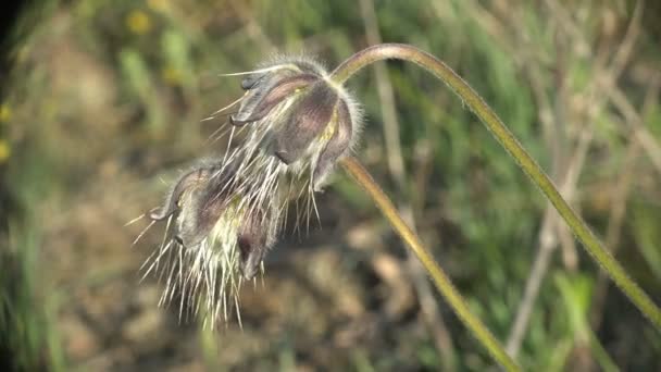 Βουνό Snowdrops Στο Προχωρημένο Στάδιο Αναπαραγωγής Κόντρα Άνεμο Πρωί Φόντο — Αρχείο Βίντεο