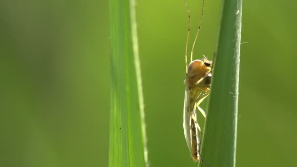 Insekt Makro Mygga Blad Myggor Familjen Stickmyggor — Stockvideo