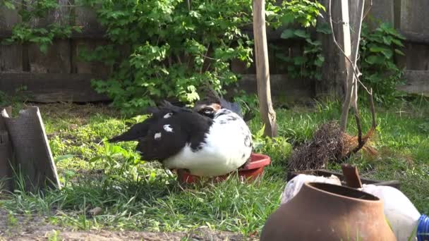 Zwart Wit Binnenlandse Eend Reinigt Zijn Veren Boerderij Werf — Stockvideo