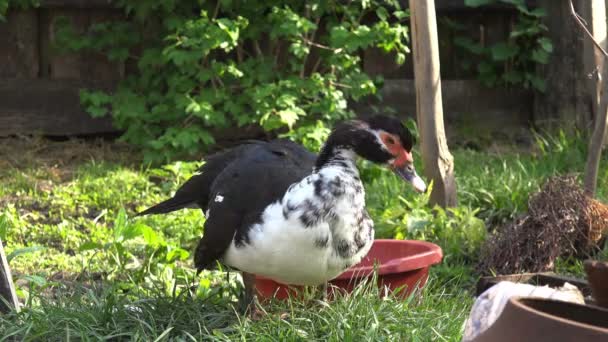 Black White Domestic Duck Cleans Its Feathers Farm Yard — Stock Video