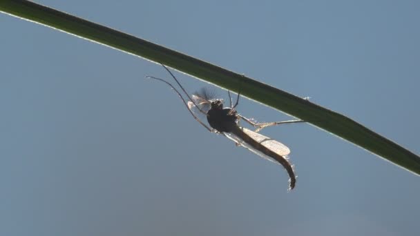昆虫宏观 蚊子在叶子上 蚊子是家庭蚊科 — 图库视频影像