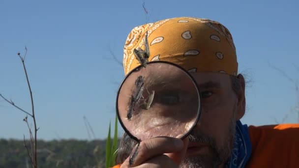 Человек Бородой Исследует Увеличительным Стеклом Рассмотрим Комаров Пойманных Паутину — стоковое видео