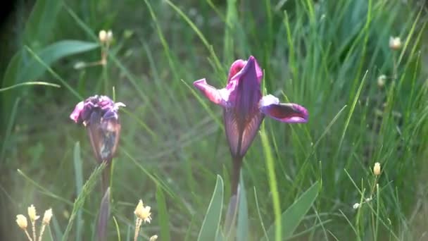 Flor Roxa Com Três Pétalas Cresce Montanhas Rochas Forte Vento — Vídeo de Stock