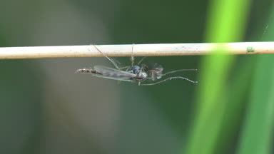 Böcek yakın çekim. Meadow, Amerika Birleşik Devletleri çimenlerde yaprak yatay üzerinde oturuyor Gnats ve sivrisinek. Sivrisinek Dipterid alt Nematocera, Sciaridae küçük uçan böceklerin birçok türün herhangi bir sahip.