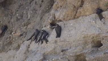 Girme ve doğal ortamda bir yamaç delikler çıkan hızlı kuşlar. Kırlangıçlar dik nehir kıyısında kolonisi