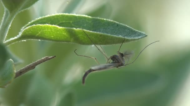 昆虫特写 昆虫和蚊子坐在草的水平的叶子在草甸 蚊子是 Dipterid Nematocera 中许多种类的微小飞行昆虫 Sciaridae — 图库视频影像