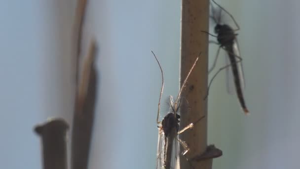 Close Van Het Insect Muggen Muggen Zit Horizontale Blad Van — Stockvideo