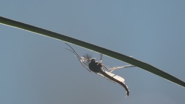 Insect Close Gnats Mosquitoes Sits Horizontal Leaf Grass Meadow United — Stock Video