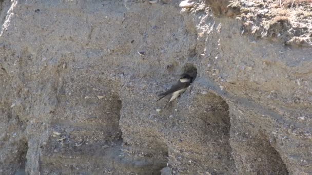 迅速な鳥を入力し 自然環境の斜面で穴から出てくる 川の急な銀行には ツバメのコロニー — ストック動画