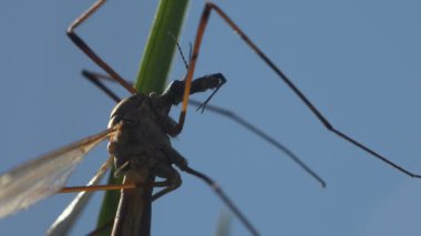 Böcek yakın çekim. Sivrisinek vinç sinek Tipula Luna erkek yeşil yaprak üzerinde oturuyor. Vinç sinek böcek ailesinin Tipulidae üyelerini atıfta ortak adıdır, gerçek süper Tipuloidea uçar
