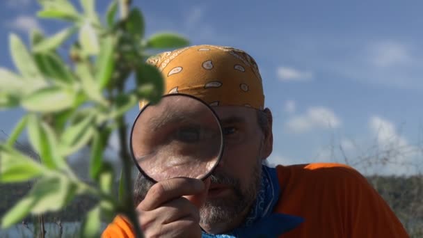 Hombre Maduro Viajero Naturaleza Mañana Con Lupa Mano Los Insectos — Vídeo de stock