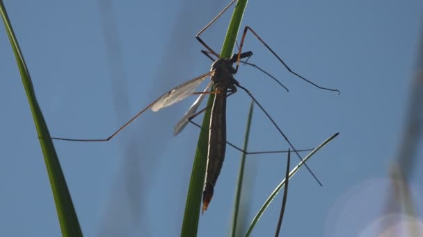 Insekt Närbild Mygga Storharkrankar Tipula Luna Hane Sitter Gröna Blad — Stockvideo