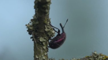 Mor böceği Weevil Dyscerus Exsculptus çam, böcek yakın çekim oturur.