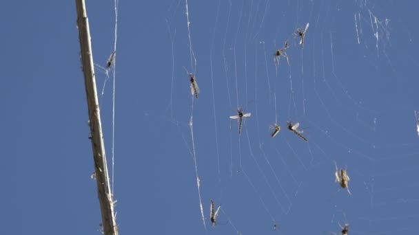 Rovarok Szúnyogok Szúnyog Ragadt Kék Háttér Spiderweb Közelről Kétszárnyúak Szájszerveik — Stock videók