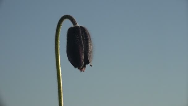 山雪花莲在再生产的晚阶段反对背景早晨风 早在山区的梦幻植物区 自然美景 — 图库视频影像