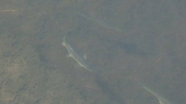 Pequeños Peces Río Bajo Agua Montaña Fría Bajo Agua — Vídeo de stock