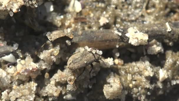 森の砂の中に小さな甲虫が座っています 昆虫のクローズ アップ 夏の草原の地面に座っているバグ — ストック動画