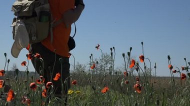 Kırmızı haşhaş alanla boyunca yürüyüş sırt çantası ile olgun aktif erkek gezgin. Wildfield keşif amaçlı yürüyüş