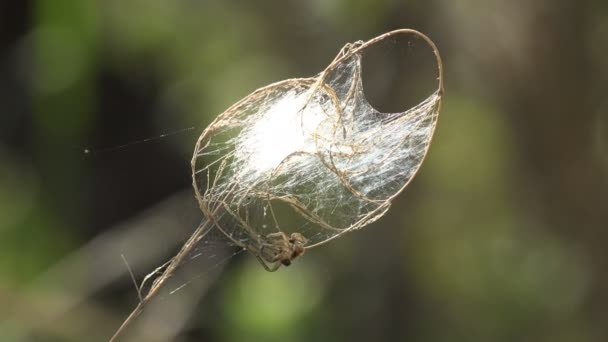 蜘蛛网 草巢在夏天草甸之间繁殖 — 图库视频影像