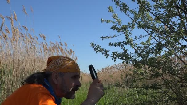 成熟的人旅行者在自然早晨与放大镜在他的手 植物学家在绿叶上检查昆虫 — 图库视频影像