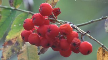 Kırmızı orman meyveleri Sambucus racemosa sonbahar ormandaki. Makro ve aşırı kapat