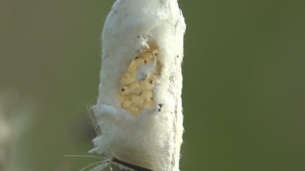 Huevos Insectos Capullo Telarañas Sobre Tallo Seco Hierba Tambaleándose Viento — Vídeos de Stock