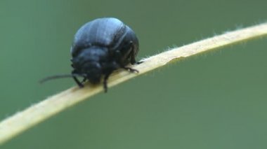 Siyah böceği Trypocopris yaz ormandaki yeşil bir kozalaklı üzerinde oturuyor. Böcek makro ve aşırı kapat