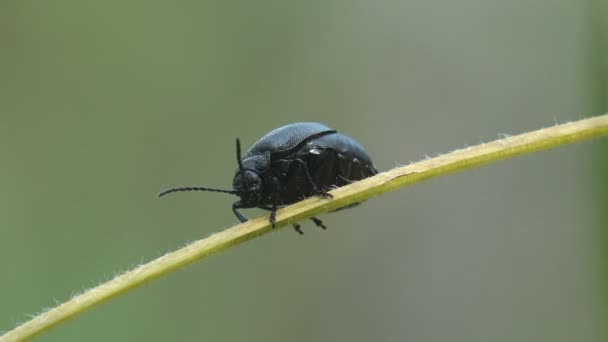 夏の森の緑のコニファーに座って黒いカブトムシ Trypocopris 昆虫のマクロ 極端なクローズ アップ — ストック動画