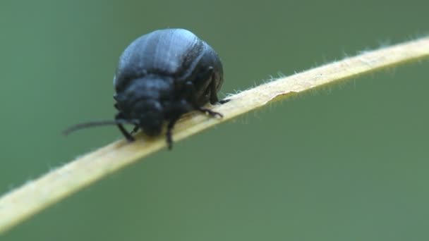 Zwarte Beetle Trypocopris Zittend Een Groene Twijgen Van Naaldbomen Zomer — Stockvideo
