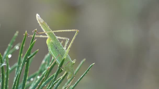 在早晨的露珠中 到处都是幼蝗虫 它坐落在草地上的针叶树上 昆虫的宏观和极端关闭 — 图库视频影像