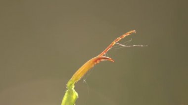 Dikenli yükseltilmiş pençe vahşi ormanda çiy Avrupa Mantis bileğinde Manodea Mantid kılığında web ve sabah içinde iğne yapraklı ağaç. Makro ve aşırı kapat