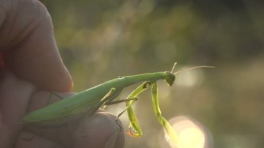 Avrupa Mantis bileğinde Manodea Mantid kılığına girmiş bir web ve sabah çiğ iğne yapraklı ağaç, vahşi ormanda şafakta kontrast. Makro ve aşırı kapat