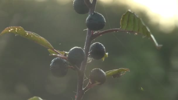 Black Wild Berries Morning Dew Contrast Dawn Wild Forest Berries — Stock Video