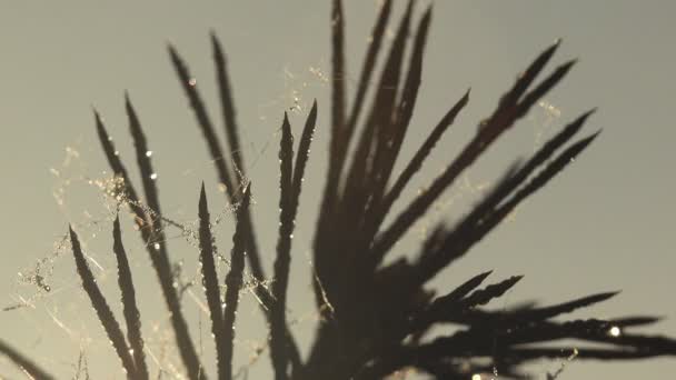 Web と朝の露での針葉樹の木 野生の森林で夜明けにコントラストの針の幻想的な眺め マクロ 極端なクローズ アップ — ストック動画
