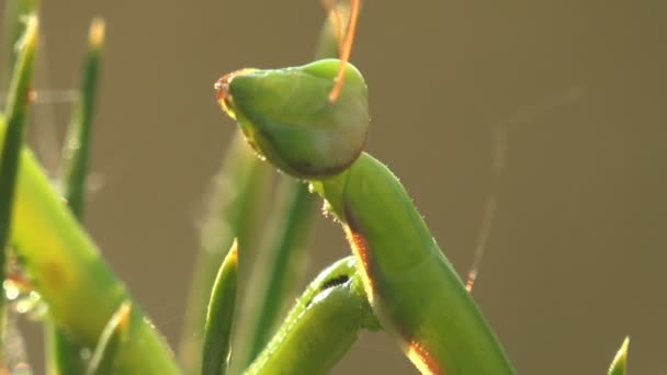 Европейская Религия Богомола Manodea Mantidae Замаскированная Хвойное Дерево Паутине Утренней — стоковое видео