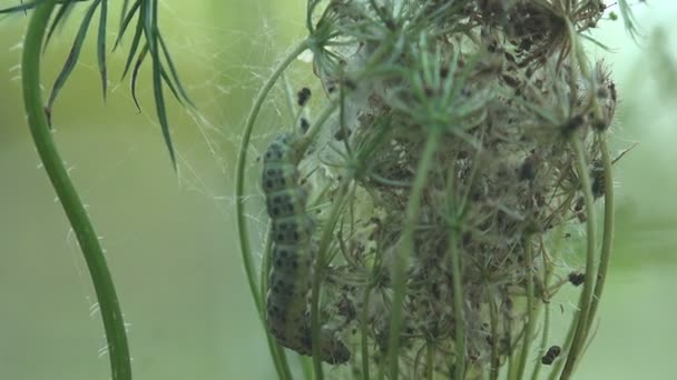 Small Caterpillar Weaves Web Grass Seeds Create Offspring Insect Macro — Stock Video