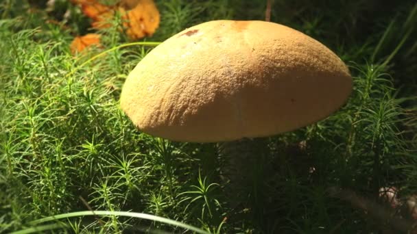 Macro Fungus Yellow Mushroom Growing Summer Forest Ecological Systems Nature — Stock Video