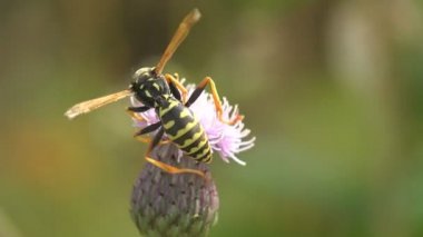 WASP thistle çiçek ve yaz rüzgar falter nektar toplar. Böcek makro ve aşırı kapat