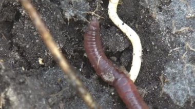 Böcek Coleoptera Staphylinidae büyük siyah böcek ve Linotaeniidae Strigamia bibens çiftçinin tarım bahçesinde siyah zemin üzerinde sürünerek kırkayak toprak