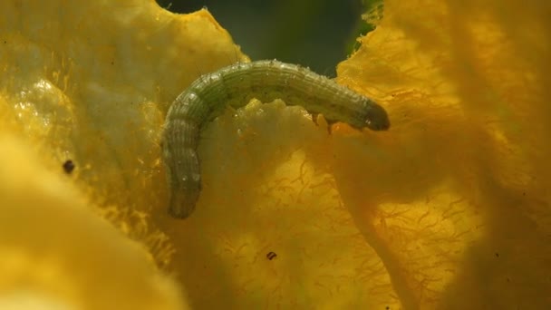 Small Caterpillar Sits Yellow Pumpkin Flower Falter Summer Wind Insect — Stock Video